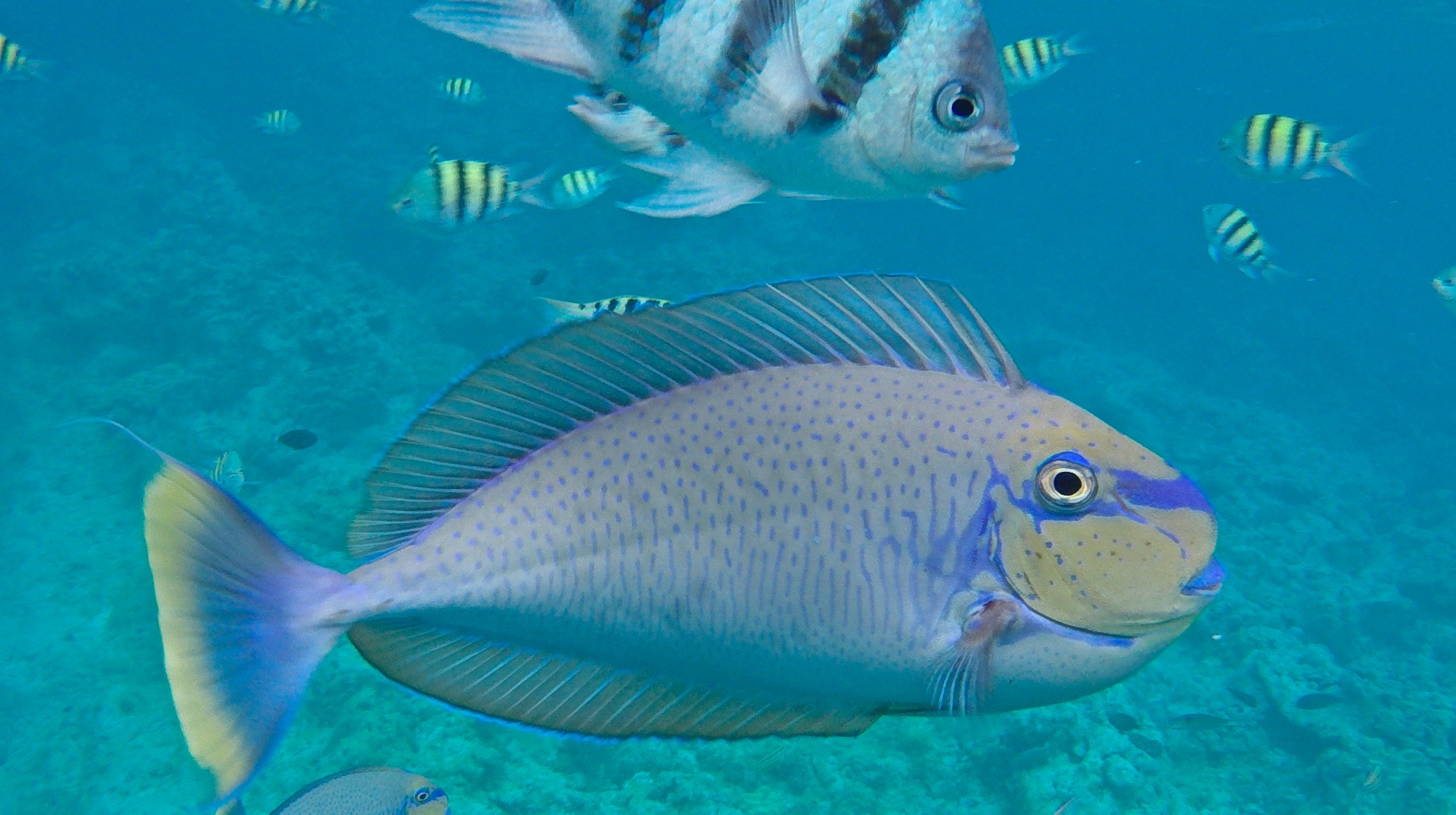 So lieben wir Fisch am meisten. Tropische Fische am Gun Beach, Guam.