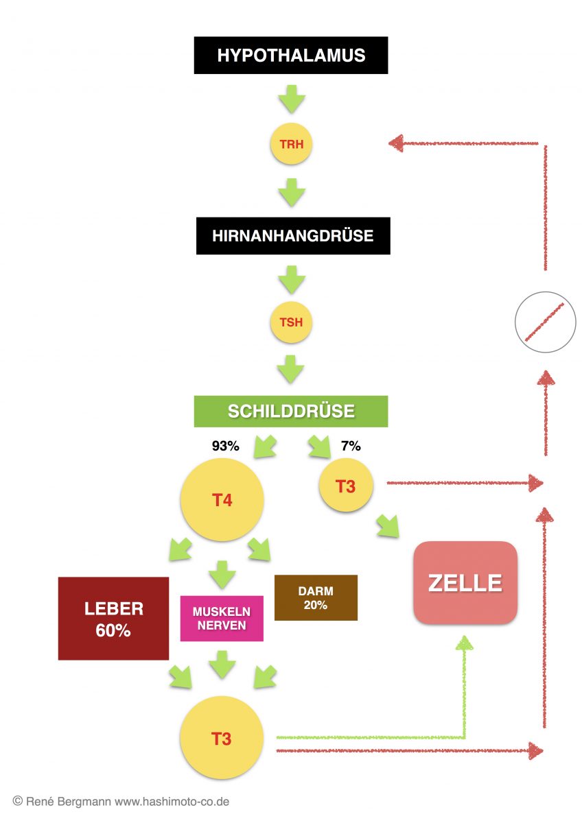 Diese Grafik veranschaulicht wie die Schilddrüse funktioniert und wie sie mit anderen Organen in Verbindung steht.