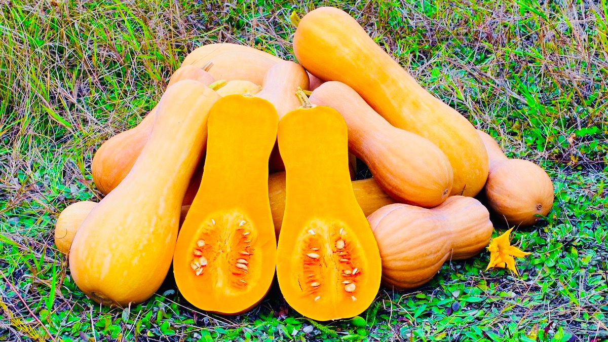 Birnenkürbis Rezept - ©italienischer Hähnchen &amp; Birnenkürbis Pie 001